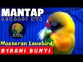 Download Lagu Masteran Lovebird Birahi Bunyi AMPUH Bikin Lb Jantan Birahi Bunyi \u0026 Lb Betina Birahi Bunyi