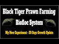 Download Lagu Black Tiger Prawn Farming in Biofloc - 20 Days Growth Update