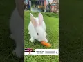 Download Lagu KELINCI Lucu Makan WORTEL #kelinci #rabbit #shortvideo