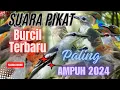 Download Lagu SUARA PIKAT BURCIL - Trucuk, Kutilang, Kapasan Kemiri, Korlap, Kamande, Prenjak Paling Ampuh.