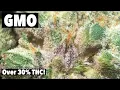 GMO WEED REVIEW Best strain EVER