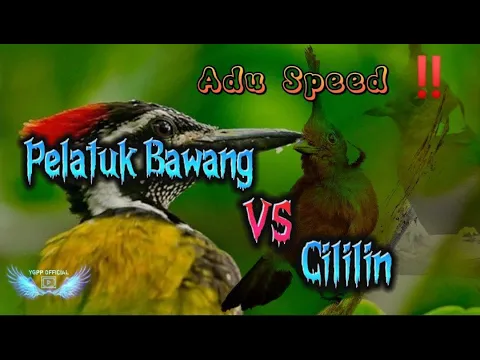 Download MP3 PELATUK BAWANG VS CILILIN || Sangat Cocok Untuk Masteran Burung Anda‼️‼️