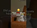 Download Lagu The Secret Third Eyelid Your Cat Doesn’t Want You to Know About! #facts #shorts #shortsfacts