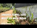 Anggrek Tempel Kayu, Sebuah Investasi Masa Depan