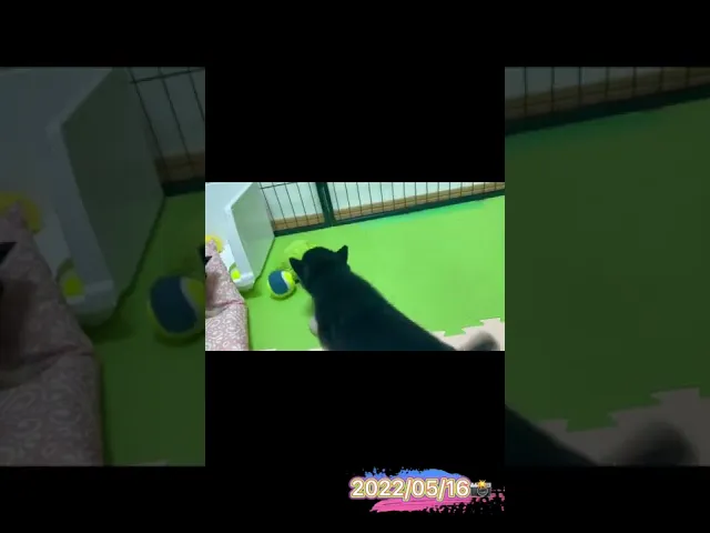 動画