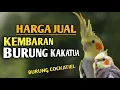 Download Lagu Mengenal Burung Parkit  Australia Beserta Harganya