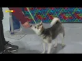 Green Bay Pet Expo
