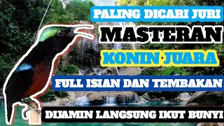 Download MASTERAN KOLIBRI NINJA JUARA PALING DICARI JURI MP3