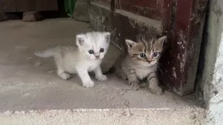 Meet 3 Sweet Baby Kittens | Too Cute to Handle!