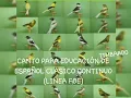 Download Lagu Canto original para enseñanza (timbrado español clásico continuo).