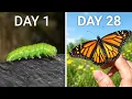 I Tried to Raise a Pet Butterfly