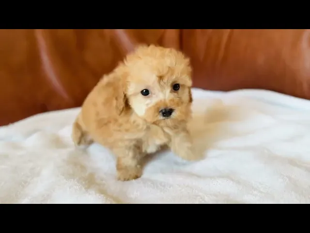 動画