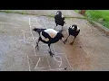 Crows are the SMARTEST and FUNNIEST Birds in the World New Funny Crow s