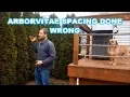 2 5ft vs 4ft ARBORVITAE Spacing