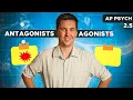 Agonists Antagonists Drugs AP Psychology Unit 2 Topic 5