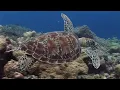 11 HOURS Stunning 4K Underwater footage + Music | Nature Relaxation™ Rare & Colorful Sea Life Video