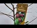 Cherry-Apricot Hybrid the Cherrycot Aprikyra