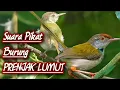 SUARA PIKAT PRENJAK LUMUT (CINENEN PISANG)