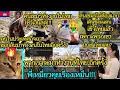 A collection of news from Cambodia😂🎬Meow talks about stinky things!!! 🔥EP.224