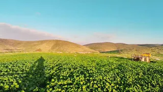 لفيت بلاد لفيت   جمال فلسطين    دندنها