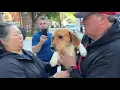 Major victory for Dog Rescue Wisconsin breeding facility to shut down 475 beagles saved