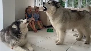 How To Make Your Dog Howl Tutorial!