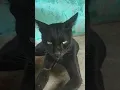 Download Lagu kucing hitam #kalbar #vlogfree #short #cat #blackcats