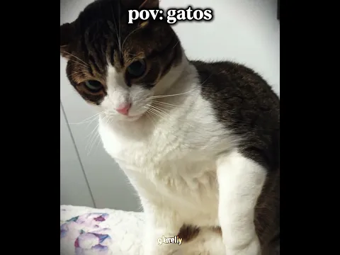 o gato perdeu a paciência ela falou para e ele partiu pra cima kkkk | #humor #engraçado #shorts