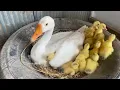 Download Lagu Amazing Pekin Duckling Hatching From Eggs - Nee Baby Duck Born