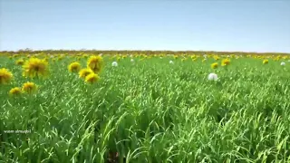 لاتيأس فالخير بنا فطره     الوصف  دندنها