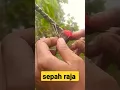 Download Lagu sepah raja