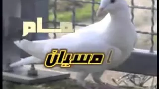 حمامي جاني مسيان دندنها