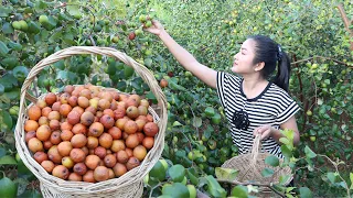 Cooking with Sreypov: Harvest jujube fruit and cooking | Ripe jujube fruit recipes