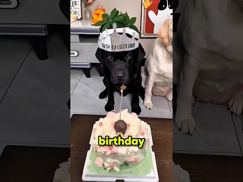 The Black Dog Got Nothing on His Birthday 🥺💔