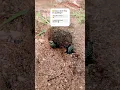 Download Lagu Dung Beetle Roll: Nature’s Tiny Bulldozers at Work!