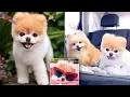 Black Widow Bites In Dogs If You Have A Dog Watch This In English