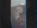 Four more confirmed cougar sightings in Corvallis Oregon as police ask people to be on alert