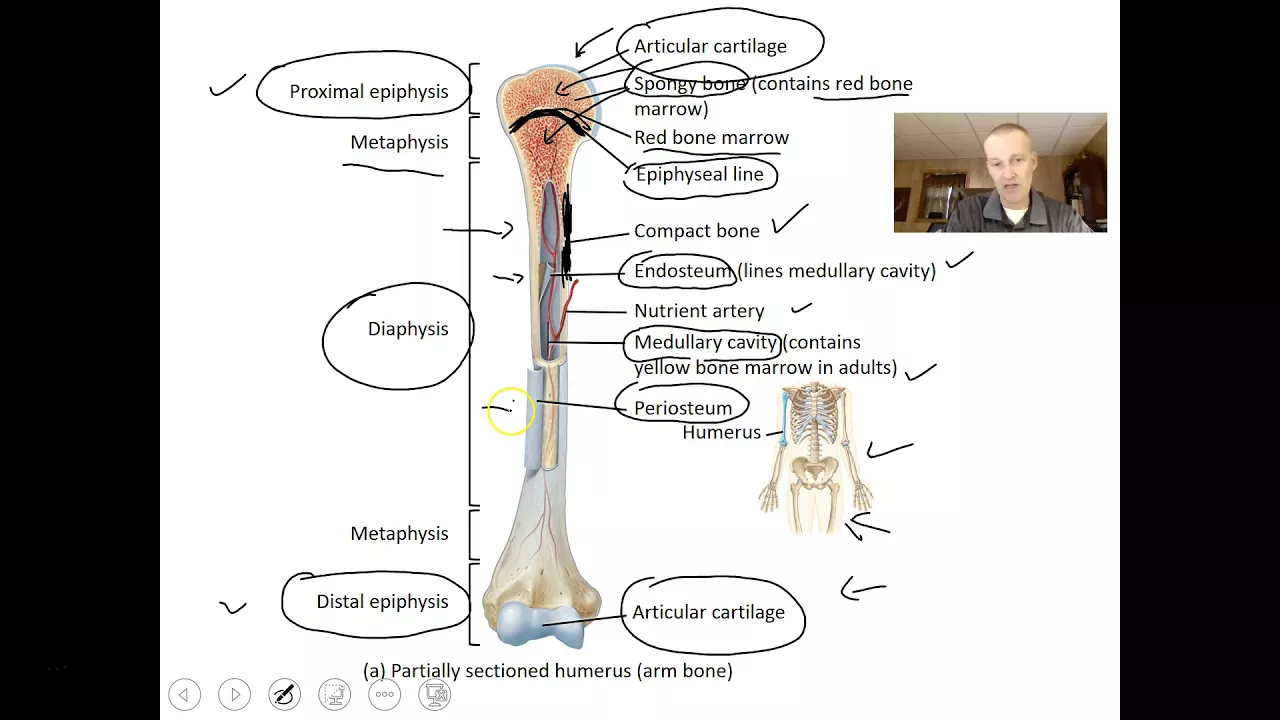 Introduction to Skeletal System Video 1