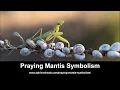 Praying Mantis Symbolism