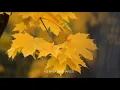 Download Lagu Eylülde Gel Demiştim - Alpay / Ki Ego Mazi Sou - Giannis Parios