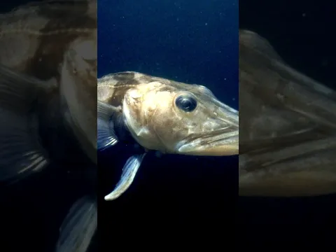 El único pez que puede hacer esto #animales #increíble