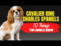 Adopting a Cavalier King Charles Spaniel Learn These 10 Important Facts