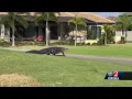 How to avoid alligators during mating season