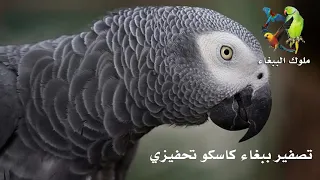 تصفير ببغاء كاسكو تحفيزي دندنها
