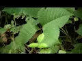 Mayo Clinic Minute How to treat poison ivy rash