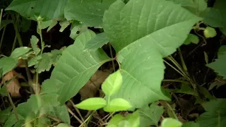 Mayo Clinic Minute How to treat poison ivy rash