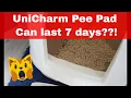 Download Lagu UniCharm Litter Box Review (最新の日本技術 Latest Technology From Japan) - Pee Pad 1 Week Absorption Test