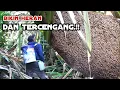 Download Lagu bisanya semakin membesar sarang ini#bee #honey #panenmadu#apisdorsata 