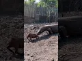 Download Lagu Komodo Dragon eating the poor goat alive #theopenproject #komodo #animal #komodoindonesia #goat