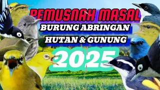 mp3 pikat burung abringan hutan dan gunung terbaru terbukti ampuh menurunkan burung besar dan kecil